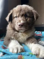 Bear, a male German Shepherd Dog and Siberian Husky for sale in Perris, CA – 6 of 6