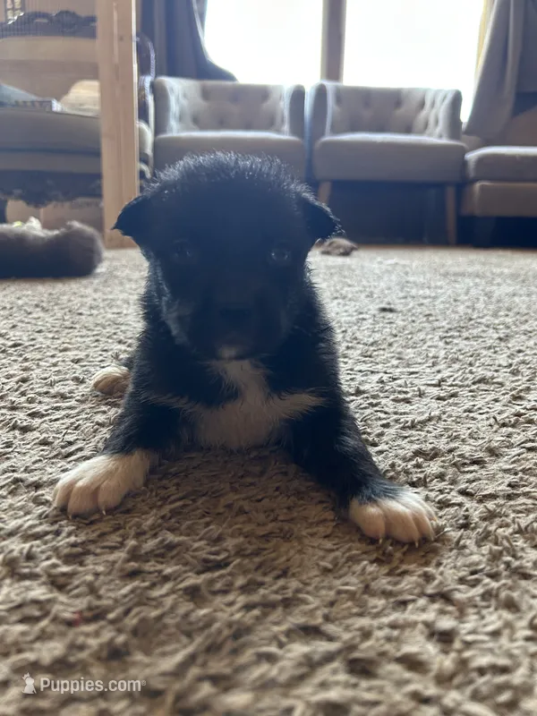 Baby – German Shepherd Dog, Siberian Husky puppy for sale in Perris, CA