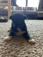 Baby, a female German Shepherd Dog and Siberian Husky for sale in Perris, CA – 3 of 3