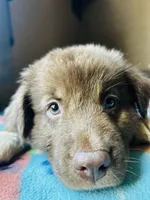 Dark Blue, a male German Shepherd Dog and Siberian Husky for sale in Perris, CA – 3 of 4