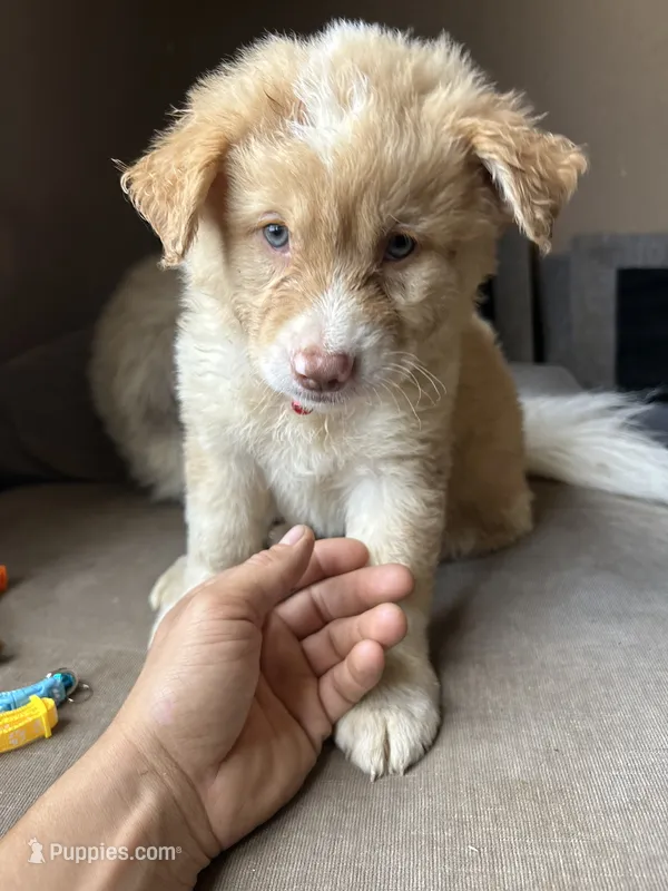 Red – German Shepherd Dog, Siberian Husky puppy for sale in Perris, CA