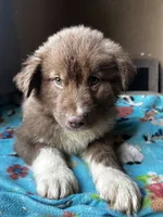 Bear, a male German Shepherd Dog and Siberian Husky for sale in Perris, CA – 3 of 6