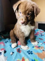 Brown, a male German Shepherd Dog and Siberian Husky for sale in Perris, CA – 4 of 4