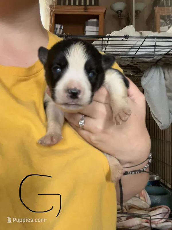 Violet – German Shepherd Dog, Siberian Husky puppy for sale in Perris, CA