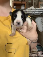 Violet, a female German Shepherd Dog and Siberian Husky for sale in Perris, CA – Photo 1 of 3