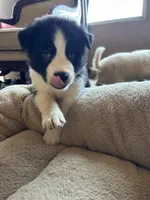 Violet, a female German Shepherd Dog and Siberian Husky for sale in Perris, CA – Photo 2 of 3