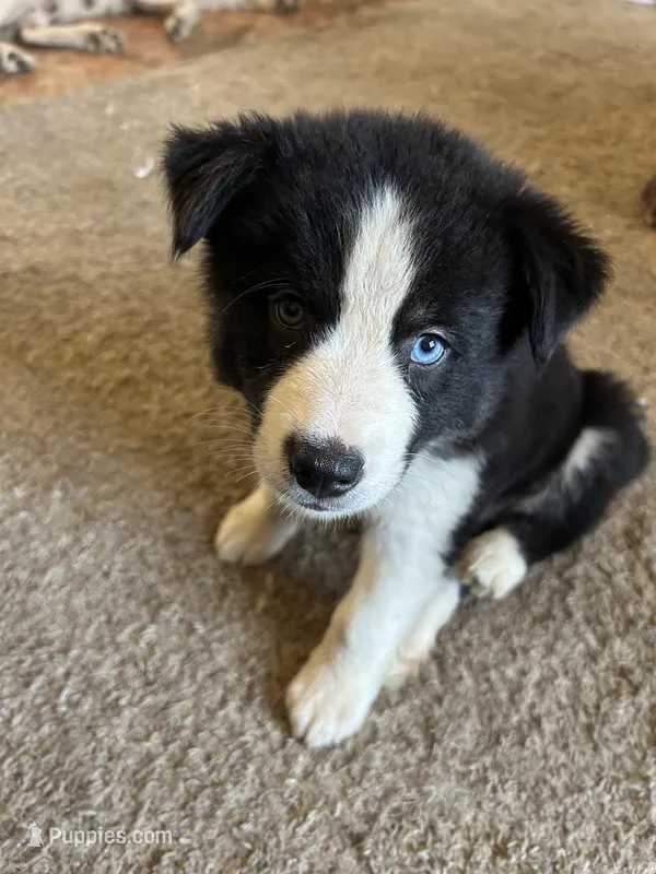 Violet – German Shepherd Dog, Siberian Husky puppy for sale in Perris, CA