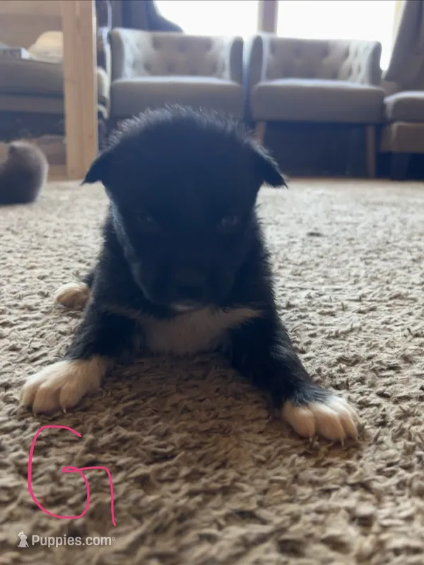 Baby – German Shepherd Dog, Siberian Husky puppy for sale in Perris, CA