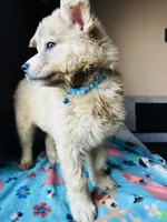Sariyah, a female German Shepherd Dog and Siberian Husky for sale in Perris, CA – 2 of 4