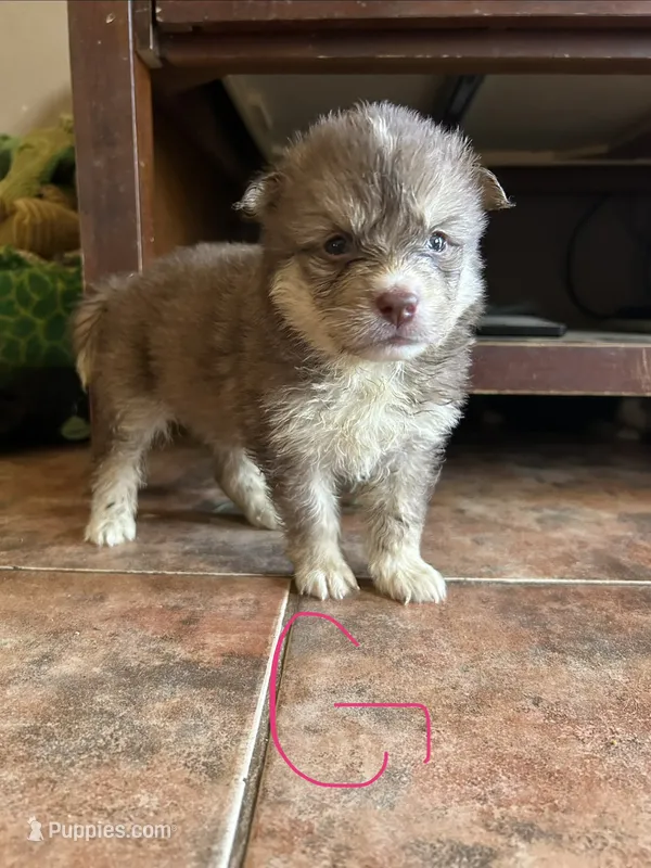 Taylor – German Shepherd Dog, Siberian Husky puppy for sale in Perris, CA