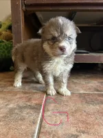 Taylor, a female German Shepherd Dog and Siberian Husky for sale in Perris, CA – 1 of 3