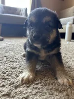 Oreo, a male German Shepherd Dog and Siberian Husky for sale in Perris, CA – 3 of 3