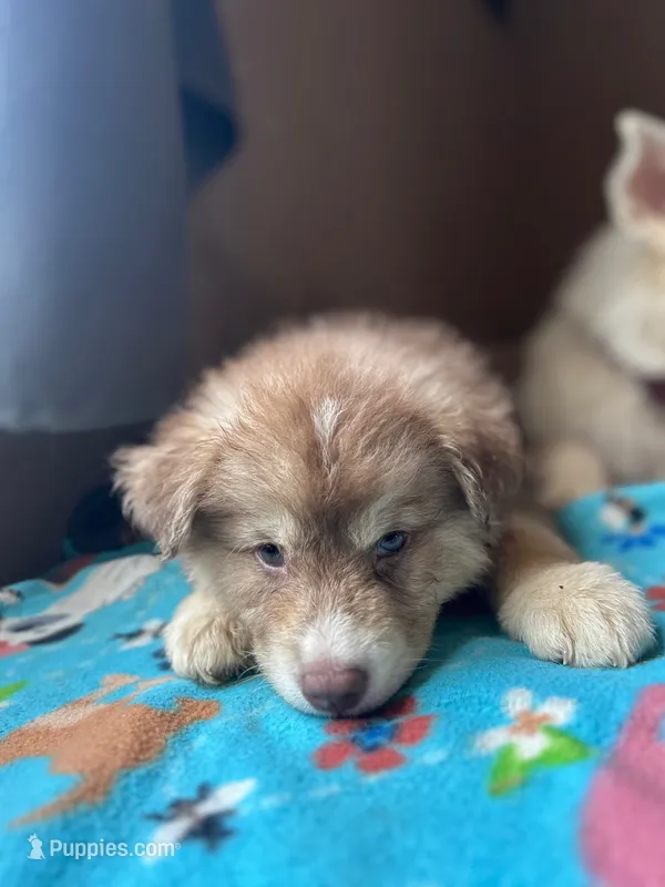 Green – German Shepherd Dog, Siberian Husky puppy for sale in Perris, CA