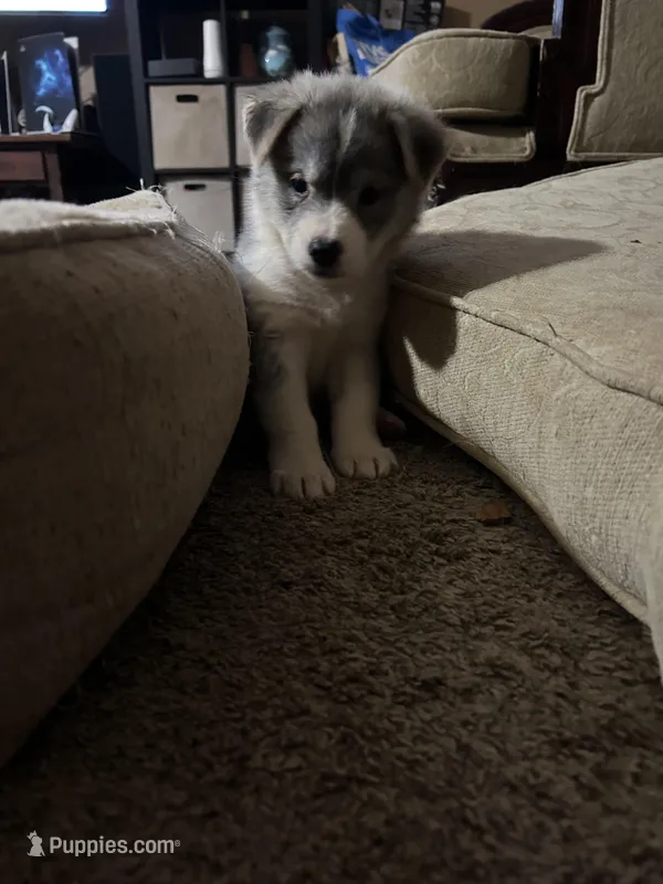 Shenzi – German Shepherd Dog, Siberian Husky puppy for sale in Perris, CA
