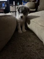 Shenzi, a female German Shepherd Dog and Siberian Husky for sale in Perris, CA – Photo 1 of 4