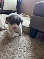 Shenzi, a female German Shepherd Dog and Siberian Husky for sale in Perris, CA – Photo 4 of 4