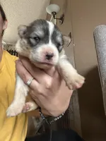 Shenzi, a female German Shepherd Dog and Siberian Husky for sale in Perris, CA – Photo 2 of 4