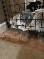 Shenzi, a female German Shepherd Dog and Siberian Husky for sale in Perris, CA – Photo 3 of 4