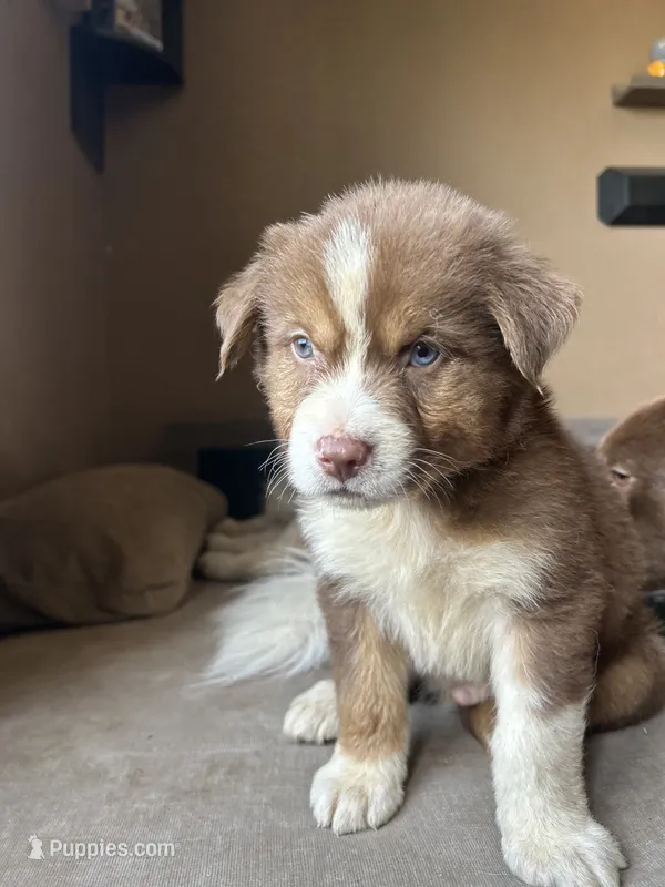 Hercules – German Shepherd Dog, Siberian Husky puppy for sale in Perris, CA
