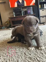 Coco, a female German Shepherd Dog and Siberian Husky for sale in Perris, CA – 1 of 2