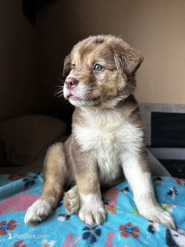 Orange – German Shepherd Dog, Siberian Husky puppy for sale in Perris, CA