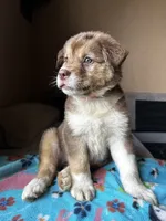 Orange, a male German Shepherd Dog and Siberian Husky for sale in Perris, CA – 1 of 5