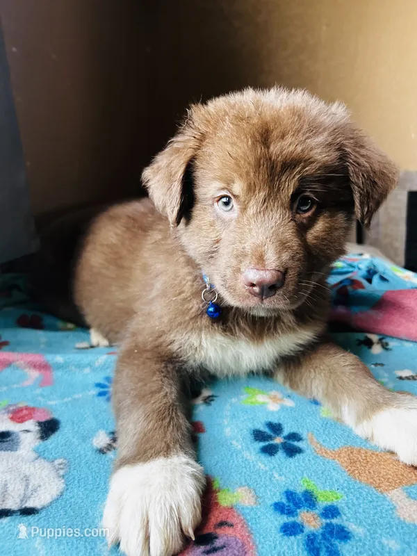 Dark Blue – German Shepherd Dog, Siberian Husky puppy for sale in Perris, CA