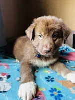 Dark Blue, a male German Shepherd Dog and Siberian Husky for sale in Perris, CA – 1 of 4