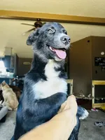 Blue, a female German Shepherd Dog and Siberian Husky for sale in Perris, CA – 6 of 8