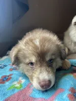 Green, a female German Shepherd Dog and Siberian Husky for sale in Perris, CA – 2 of 3