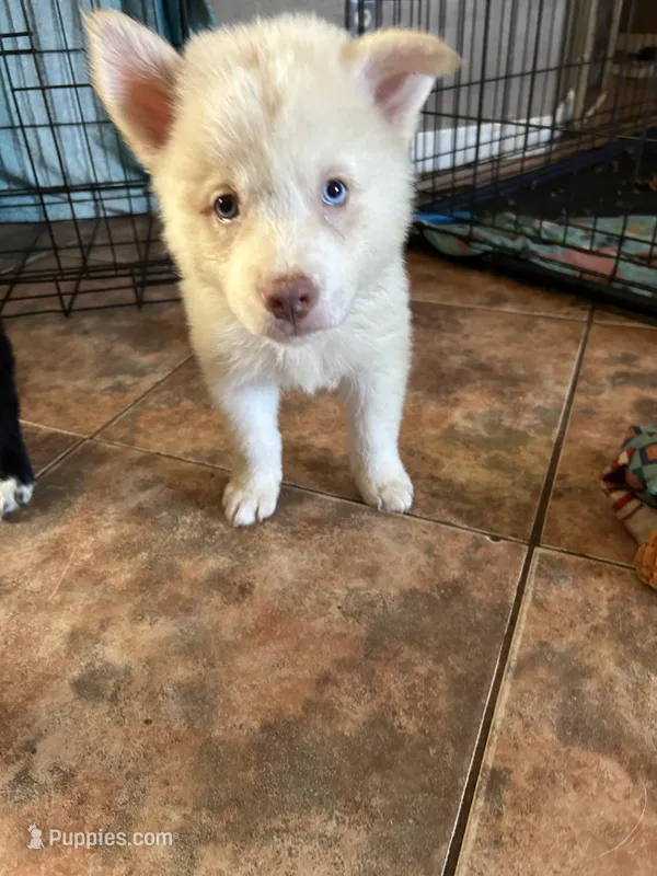 Coco – German Shepherd Dog, Siberian Husky puppy for sale in Perris, CA