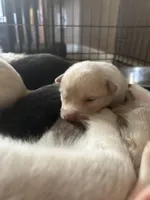 Coco, a male German Shepherd Dog and Siberian Husky for sale in Perris, CA – Photo 2 of 2