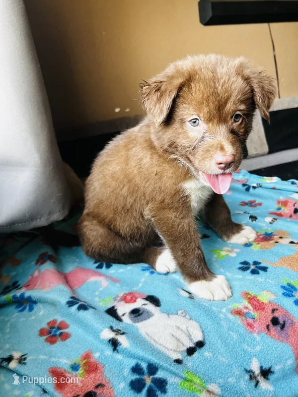Brown – German Shepherd Dog, Siberian Husky puppy for sale in Perris, CA