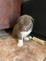 Brownie, a male German Shepherd Dog and Siberian Husky for sale in Perris, CA – 2 of 2