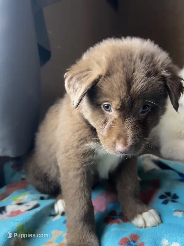 Taylor – German Shepherd Dog, Siberian Husky puppy for sale in Perris, CA