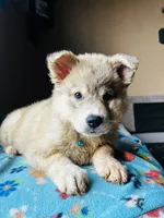 Sariyah, a female German Shepherd Dog and Siberian Husky for sale in Perris, CA – 4 of 4