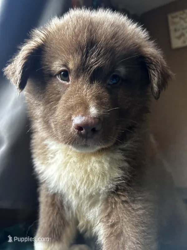 Bear – German Shepherd Dog, Siberian Husky puppy for sale in Perris, CA