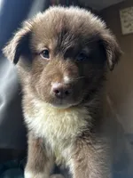 Bear, a male German Shepherd Dog and Siberian Husky for sale in Perris, CA – 1 of 6