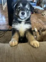Oreo, a female German Shepherd Dog and Siberian Husky for sale in Perris, CA – 1 of 3