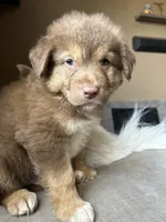 Baby Blue, a male German Shepherd Dog and Siberian Husky for sale in Perris, CA – 4 of 4