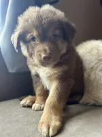 Baby Blue, a male German Shepherd Dog and Siberian Husky for sale in Perris, CA – 2 of 4