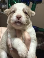 Blondie, a female German Shepherd Dog and Siberian Husky for sale in Perris, CA – Photo 2 of 2