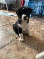 Hercules , a male German Shepherd Dog and Siberian Husky for sale in Perris, CA – Photo 5 of 5