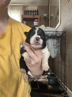 Brownie, a male German Shepherd Dog and Siberian Husky for sale in Perris, CA – Photo 2 of 3