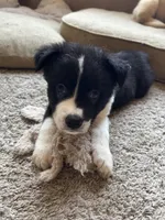 Brownie, a male German Shepherd Dog and Siberian Husky for sale in Perris, CA – Photo 3 of 3