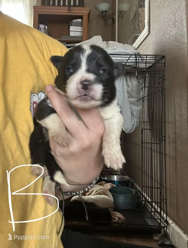 Brownie – German Shepherd Dog, Siberian Husky puppy for sale in Perris, CA