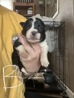 Brownie, a male German Shepherd Dog and Siberian Husky for sale in Perris, CA – Photo 1 of 3