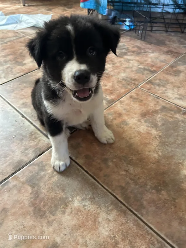 Brownie – German Shepherd Dog, Siberian Husky puppy for sale in Perris, CA