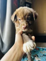 Brown, a male German Shepherd Dog and Siberian Husky for sale in Perris, CA – 2 of 4