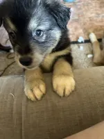 Oreo, a female German Shepherd Dog and Siberian Husky for sale in Perris, CA – 2 of 3